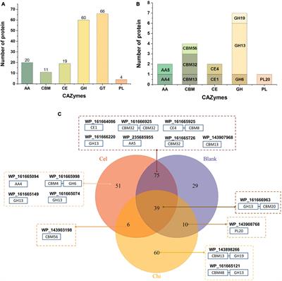 Secretory CAZymes profile and GH19 enzymes analysis of Corallococcus silvisoli c25j21